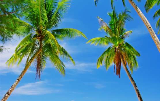 Havana e Caribe com Cruzeiro MSC  